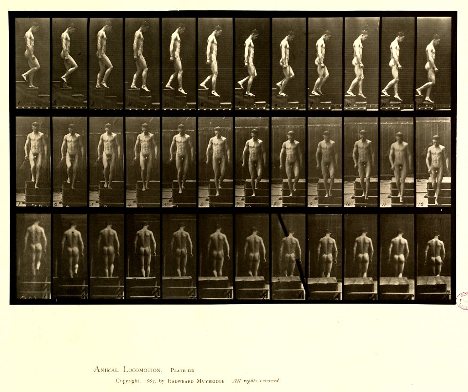 Animal locomotion. Plate 125 (Boston Public Library)