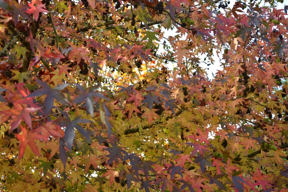 Colors fall nature tree