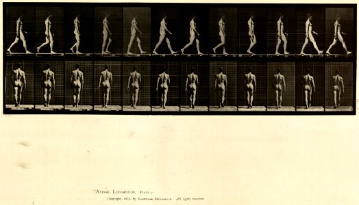 Animal locomotion. Plate 2 (Boston Public Library)