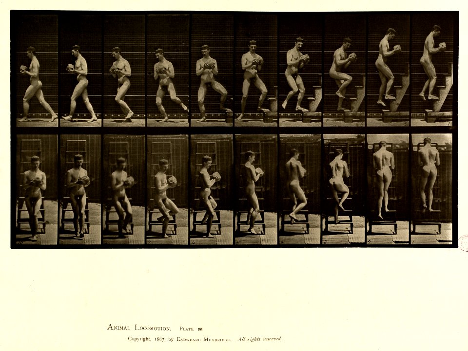 Animal locomotion. Plate 151 (Boston Public Library)