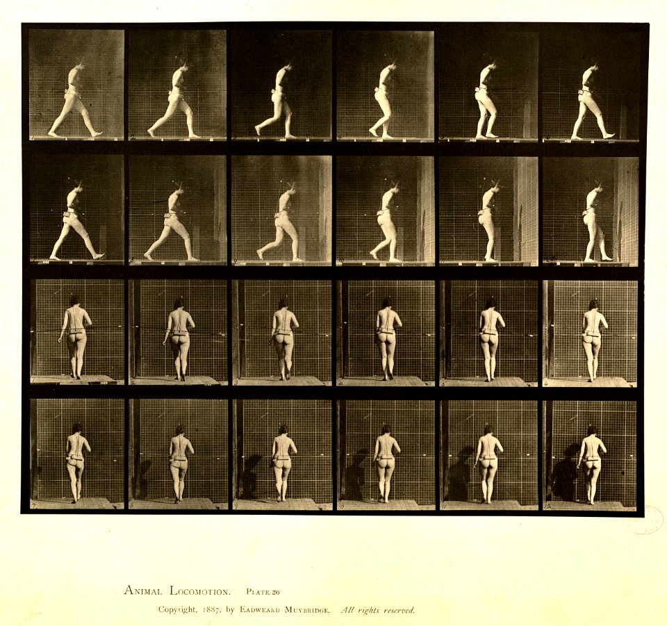 Animal locomotion. Plate 20 (Boston Public Library)