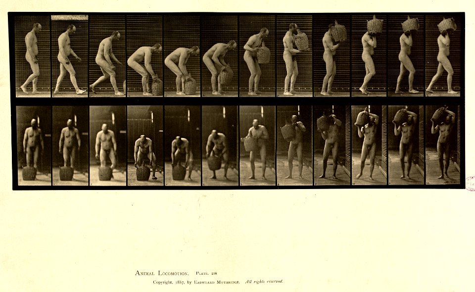 Animal locomotion. Plate 218 (Boston Public Library)