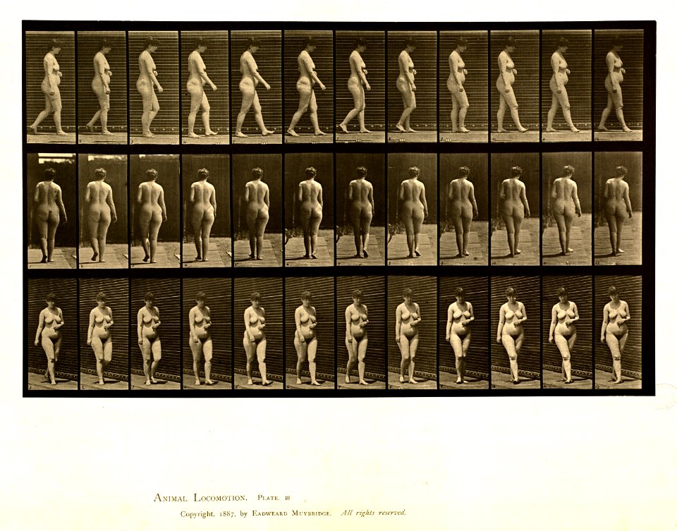 Animal locomotion. Plate 18 (Boston Public Library)