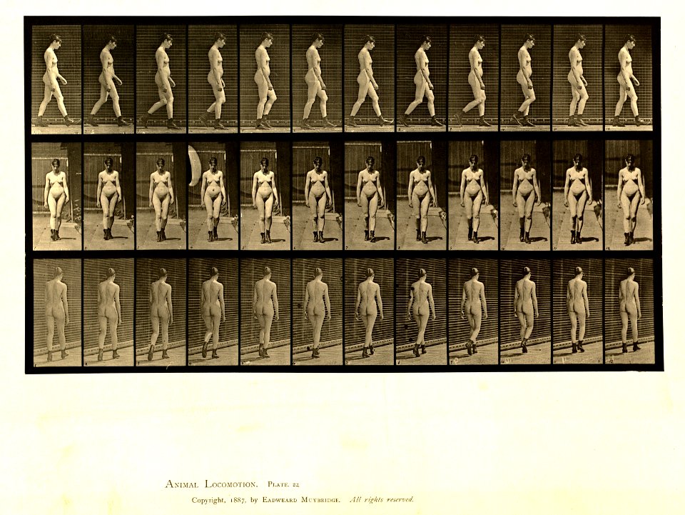 Animal locomotion. Plate 22 (Boston Public Library)