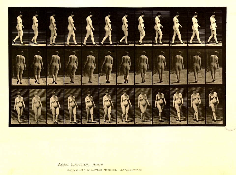 Animal locomotion. Plate 24 (Boston Public Library)