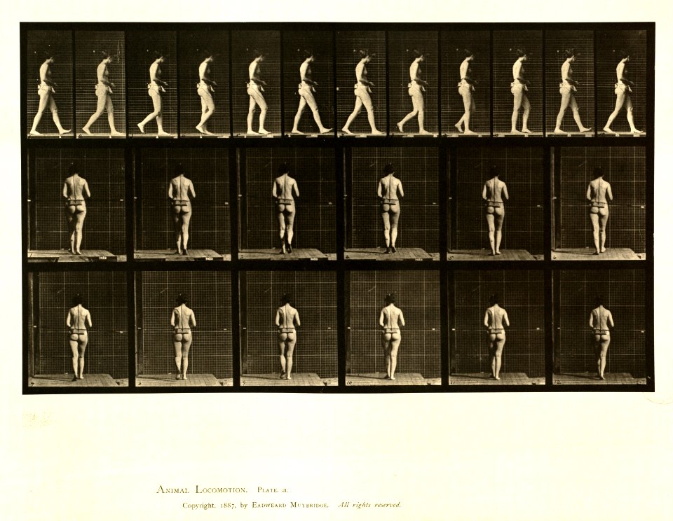 Animal locomotion. Plate 21 (Boston Public Library)