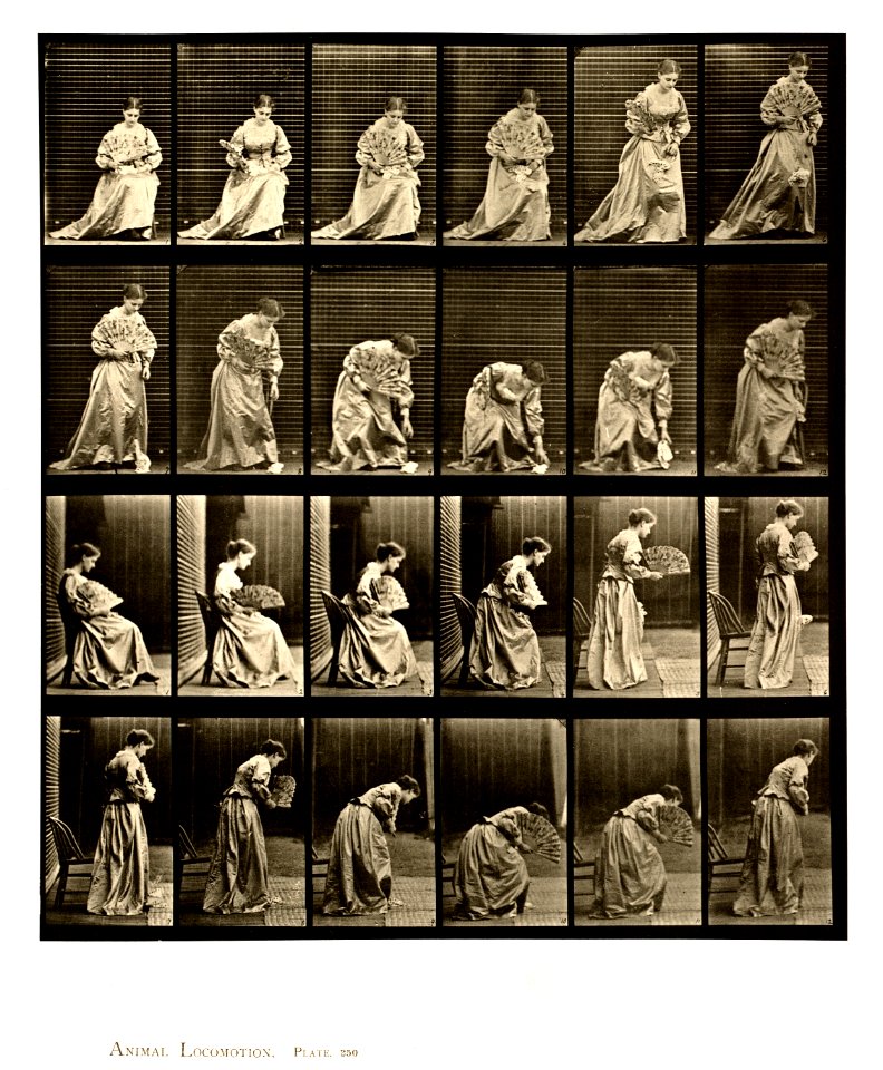 Animal locomotion. Plate 250 (Boston Public Library)