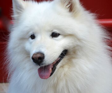 Long hair whites animal