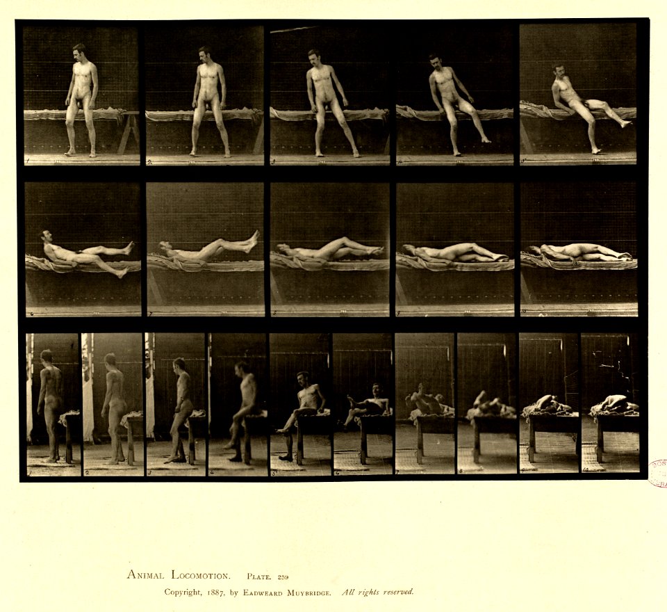 Animal locomotion. Plate 259 (Boston Public Library)
