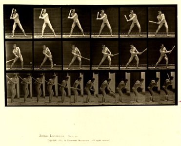 Animal locomotion. Plate 275 (Boston Public Library)