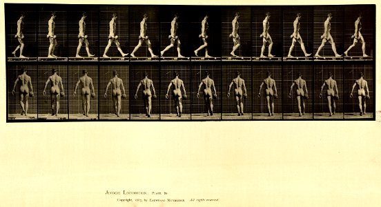Animal locomotion. Plate 28 (Boston Public Library)