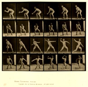 Animal locomotion. Plate 283 (Boston Public Library)