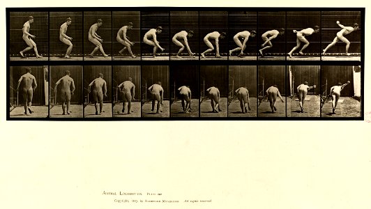 Animal locomotion. Plate 287 (Boston Public Library)