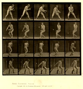 Animal locomotion. Plate 288 (Boston Public Library)