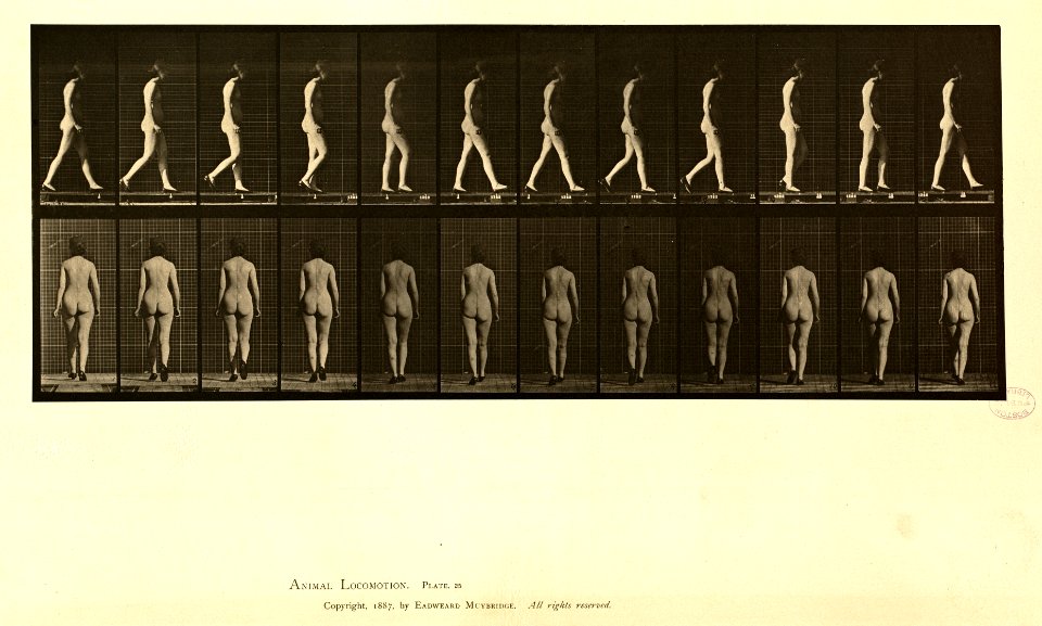 Animal locomotion. Plate 25 (Boston Public Library)