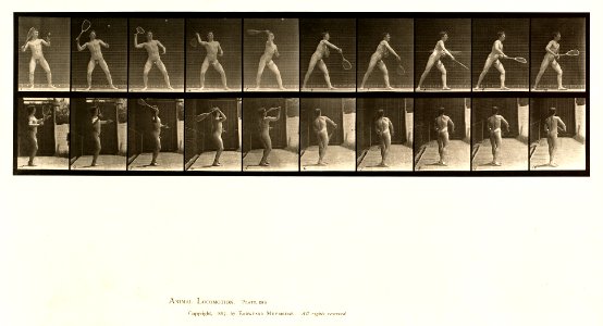 Animal locomotion. Plate 294 (Boston Public Library)