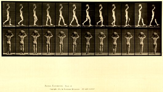 Animal locomotion. Plate 27 (Boston Public Library)
