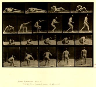 Animal locomotion. Plate 258 (Boston Public Library)