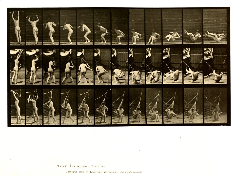 Animal locomotion. Plate 262 (Boston Public Library)