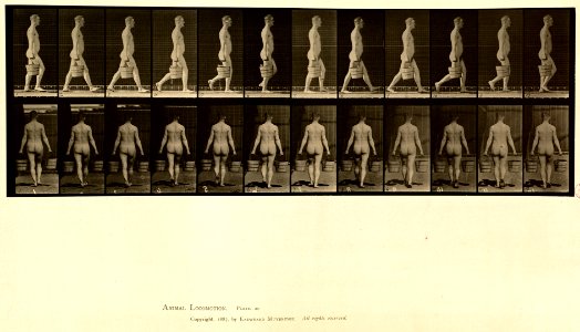 Animal locomotion. Plate 30 (Boston Public Library)