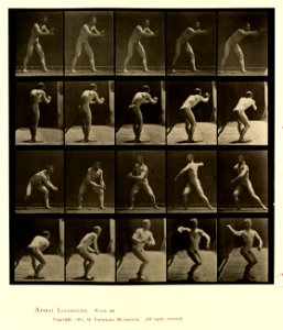 Animal locomotion. Plate 282 (Boston Public Library)