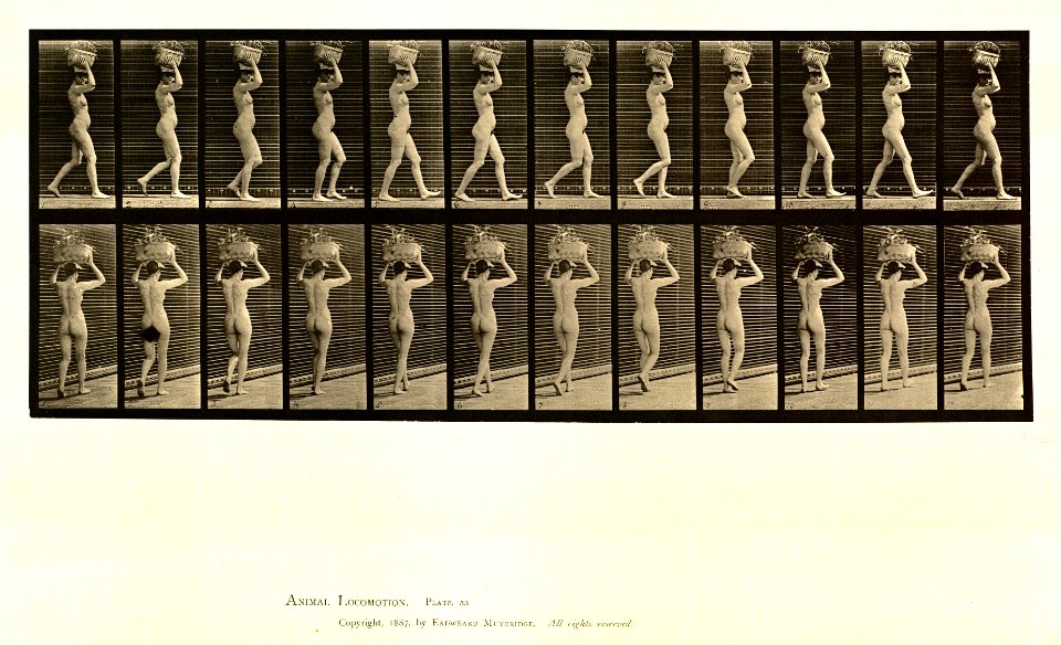 Animal locomotion. Plate 33 (Boston Public Library)