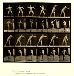Animal locomotion. Plate 286 (Boston Public Library)