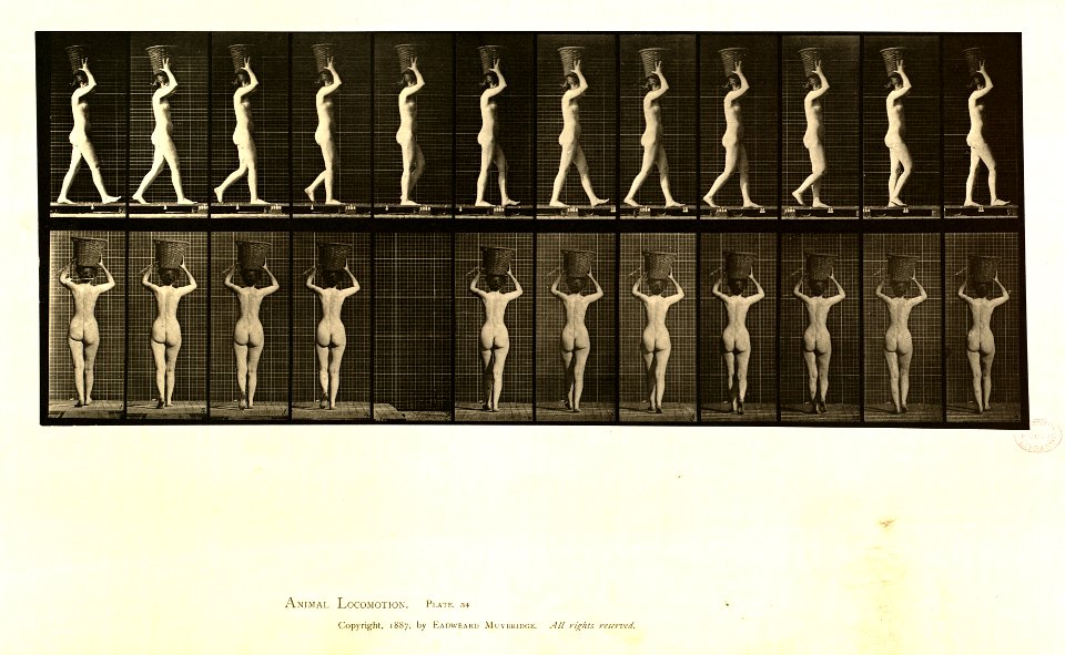 Animal locomotion. Plate 34 (Boston Public Library)