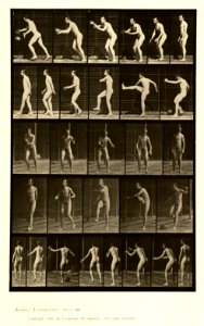 Animal locomotion. Plate 300 (Boston Public Library)