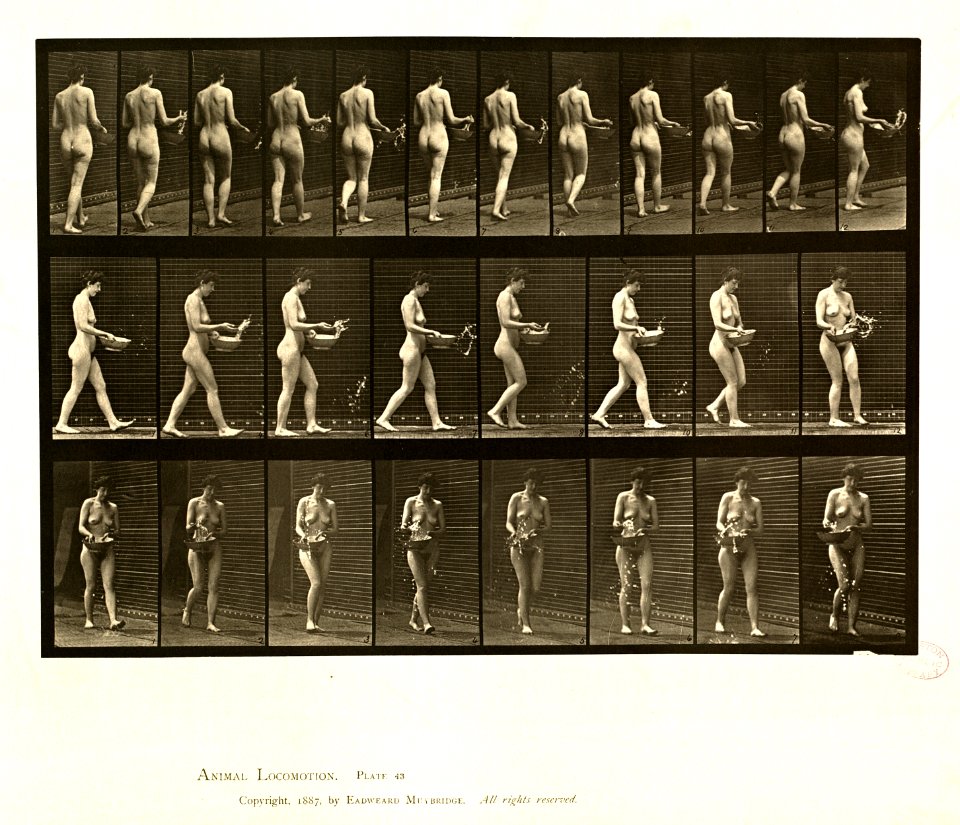 Animal locomotion. Plate 43 (Boston Public Library)