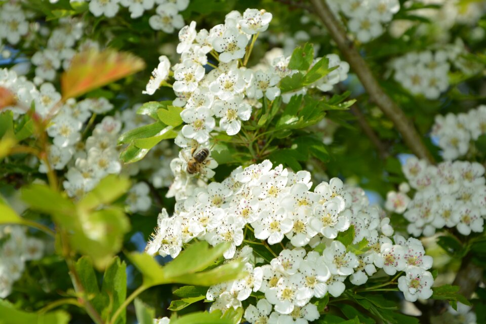 Tree shrub flowered