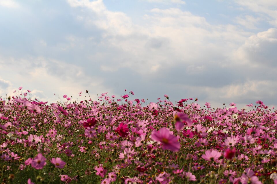 Summer s cosmos