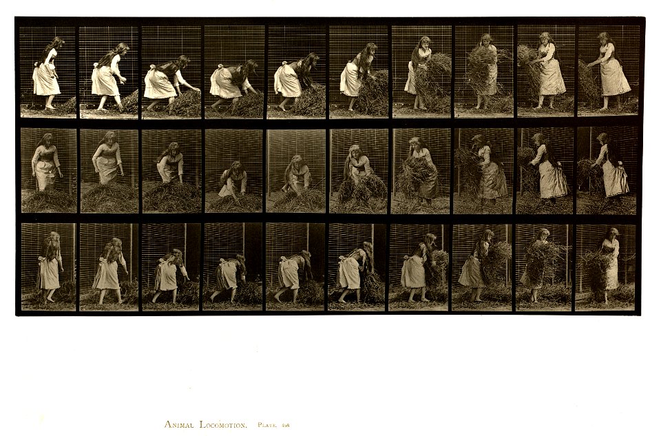 Animal locomotion. Plate 458 (Boston Public Library)