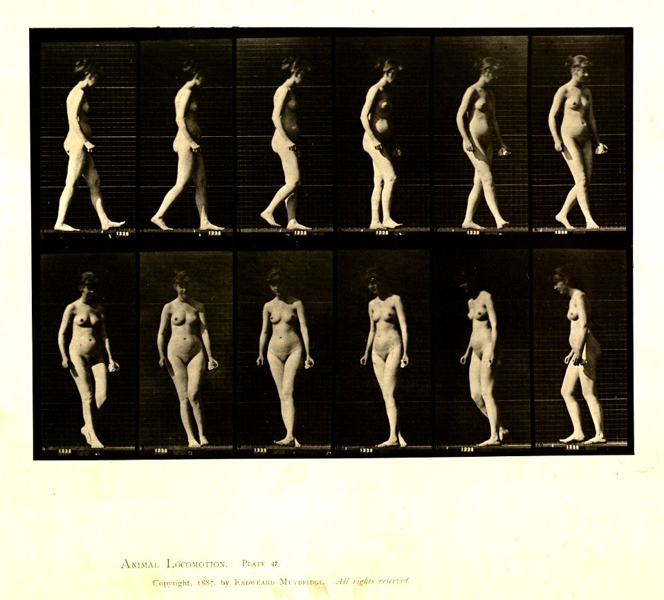 Animal locomotion. Plate 47 (Boston Public Library)