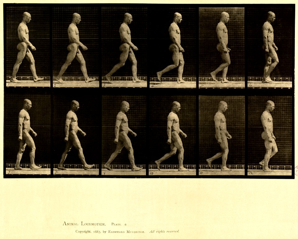 Animal locomotion. Plate 6 (Boston Public Library)