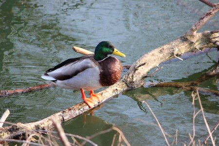 Puddle waters duck photo