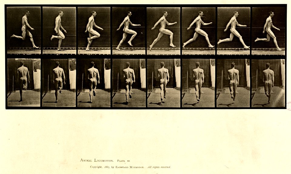Animal locomotion. Plate 65 (Boston Public Library)