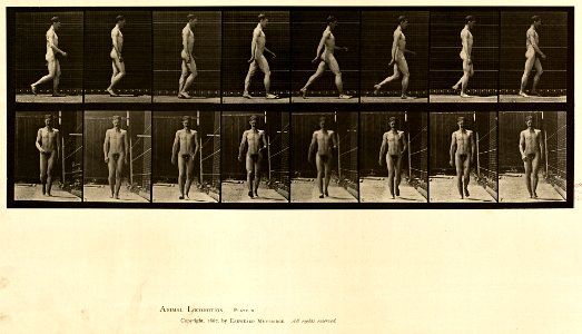 Animal locomotion. Plate 5 (Boston Public Library)