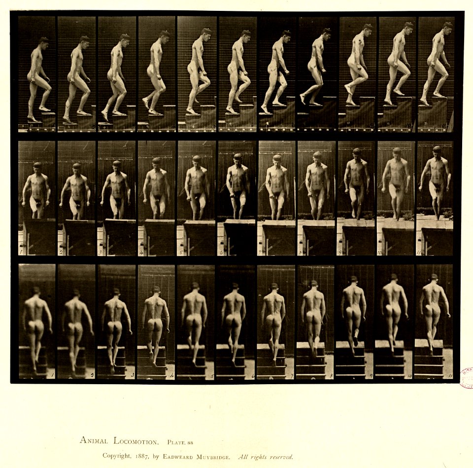 Animal locomotion. Plate 88 (Boston Public Library)