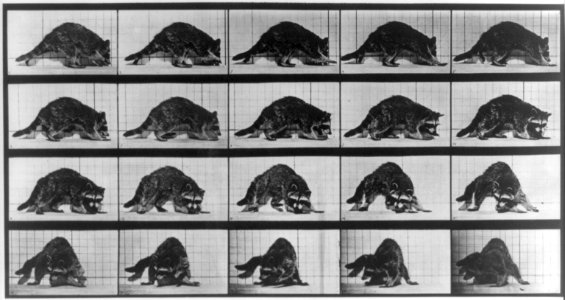 Animal locomotion. Raccoon. LCCN2016651904