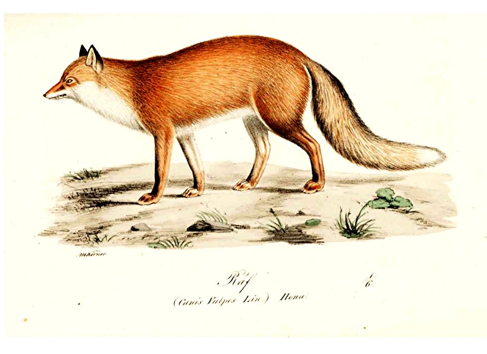 Animal-Illuminerade-Figurer-Dog-Fox-2