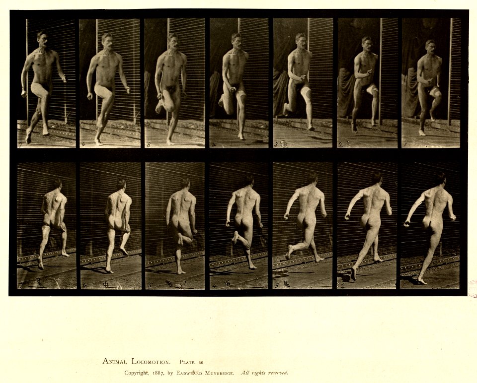 Animal locomotion. Plate 66 (Boston Public Library)
