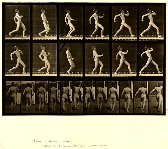 Animal locomotion. Plate 7 (Boston Public Library)