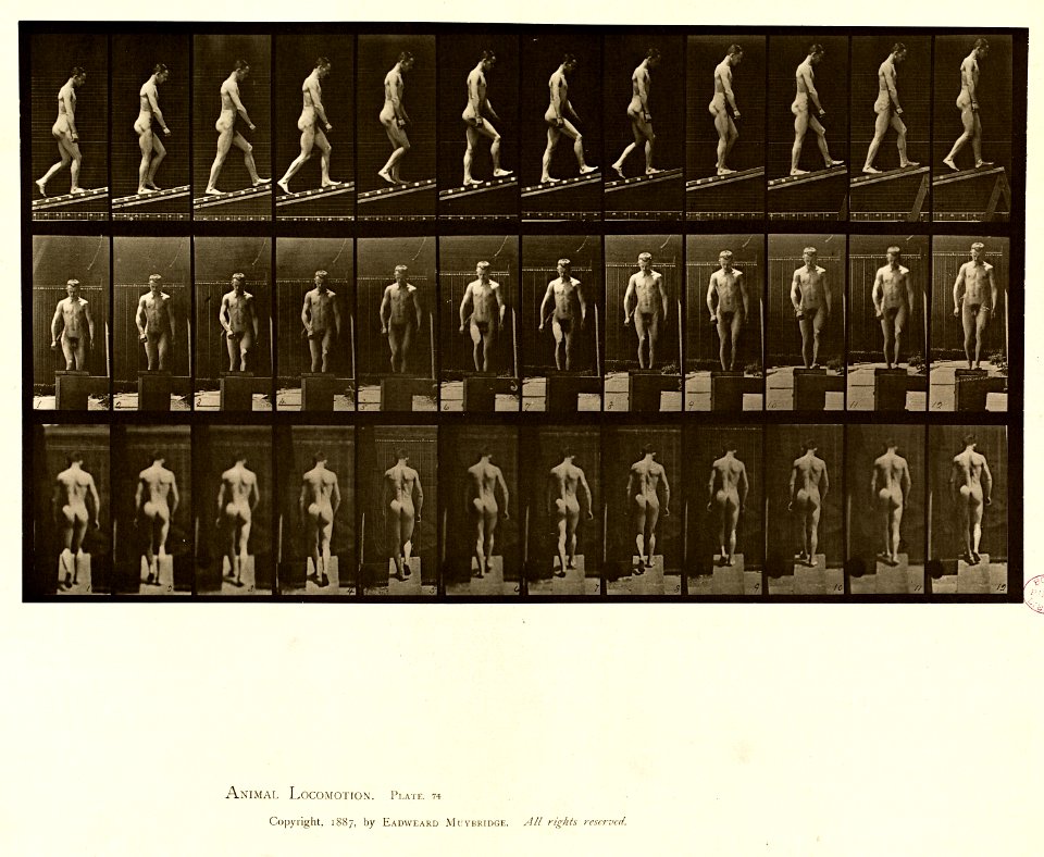 Animal locomotion. Plate 74 (Boston Public Library)
