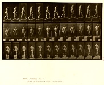Animal locomotion. Plate 74 (Boston Public Library)