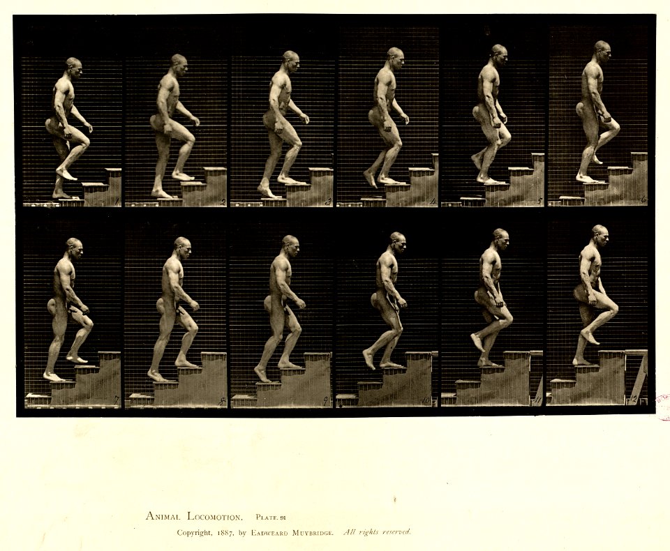 Animal locomotion. Plate 91 (Boston Public Library)