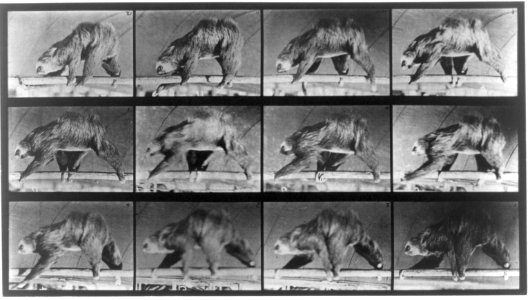Animal locomotion. Sloth. LCCN2016651905
