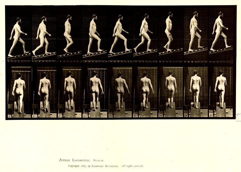 Animal locomotion. Plate 75 (Boston Public Library)