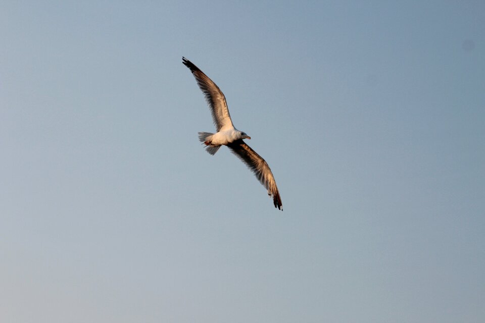Flight bird fly