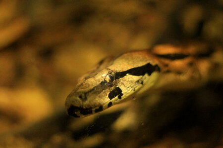 Reptile toxic snakehead photo